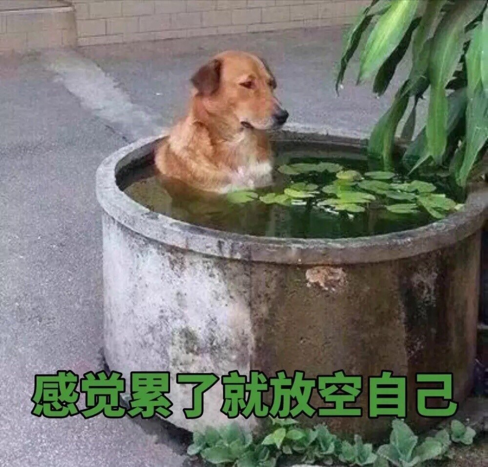 关于比特犬开气门如下 ↓ - 比特犬 - 猛犬俱乐部-中国具有影响力的