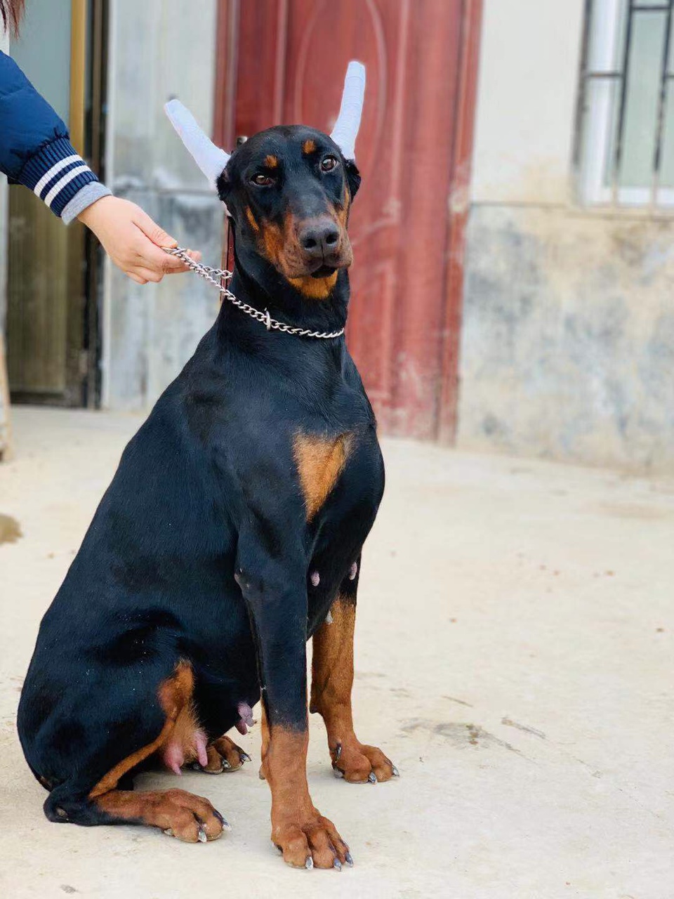 新母出售,血统豪华 - 杜宾犬交易 - 猛犬俱乐部-中国具有影响力的猛犬
