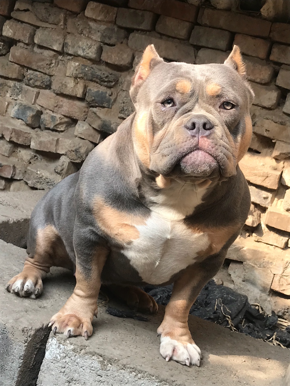 蓝包金十一个月母