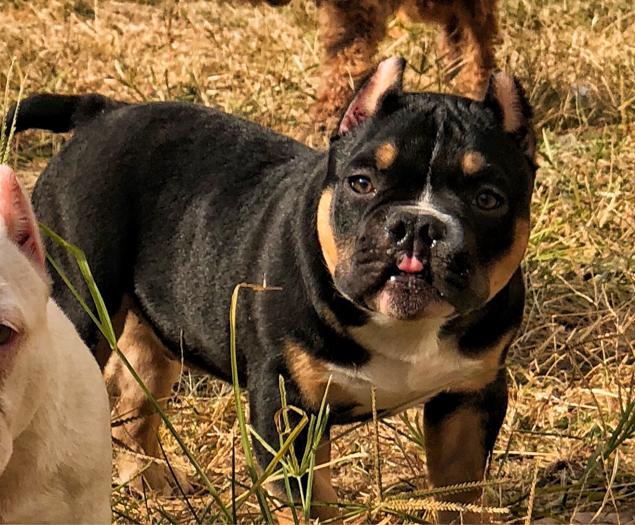 世界级超级种公【法官】精品后代