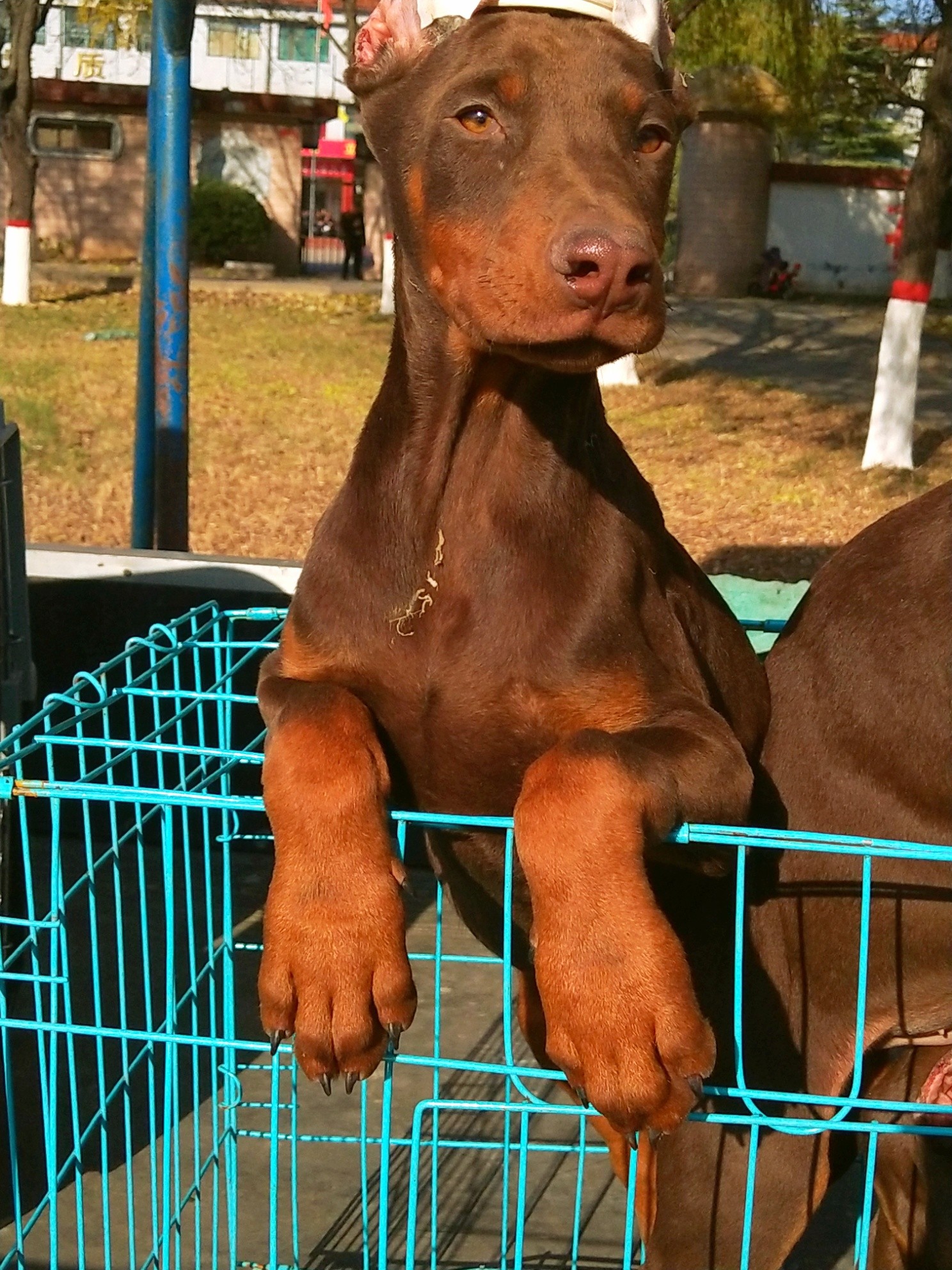 三个月红杜宾 - 杜宾犬交易 - 猛犬俱乐部-中国具有影响力的猛犬网站