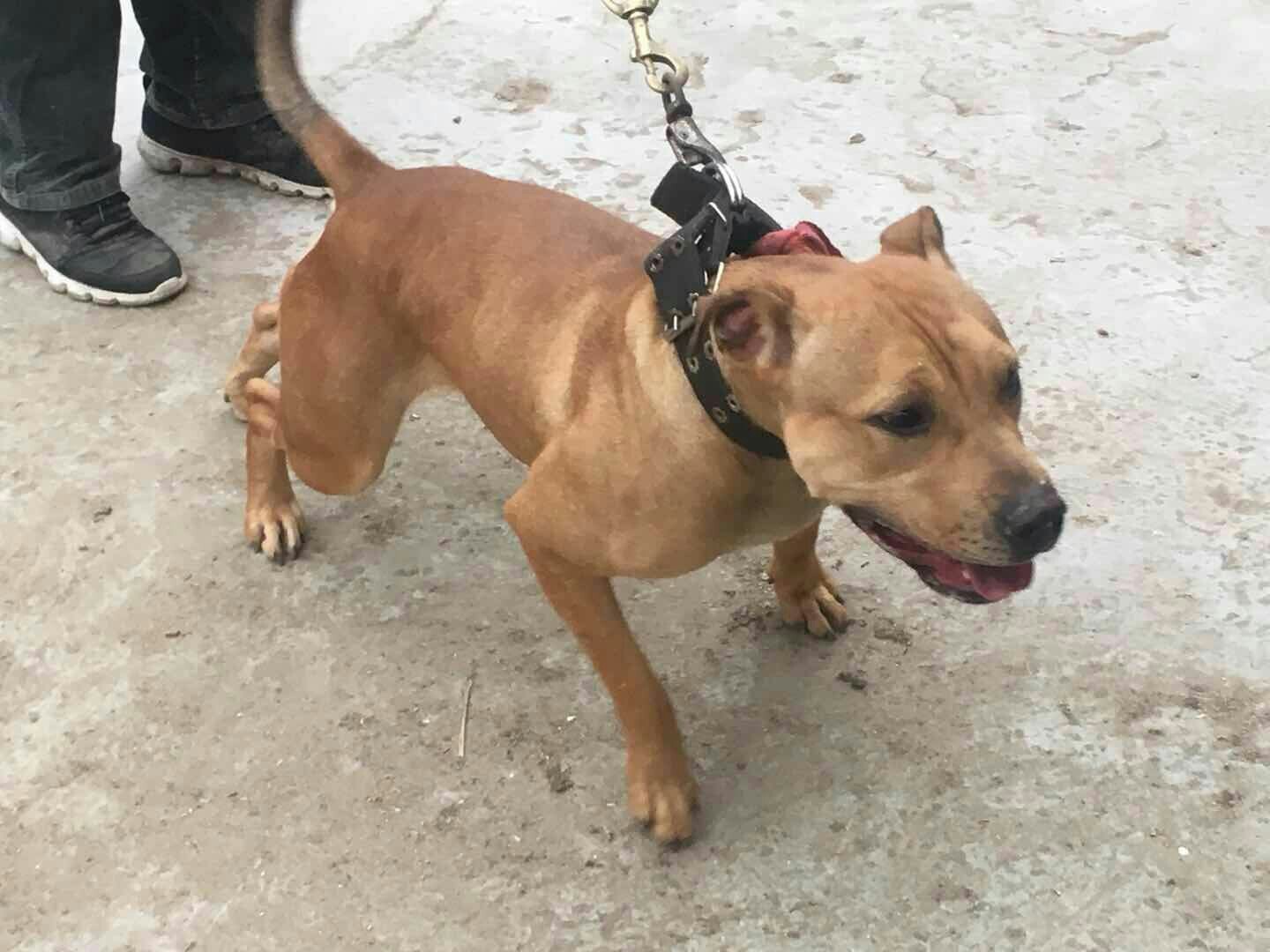 出售两条成年一岁多点母狗 - 比特犬交易 - 猛犬俱乐部-中国具有影响