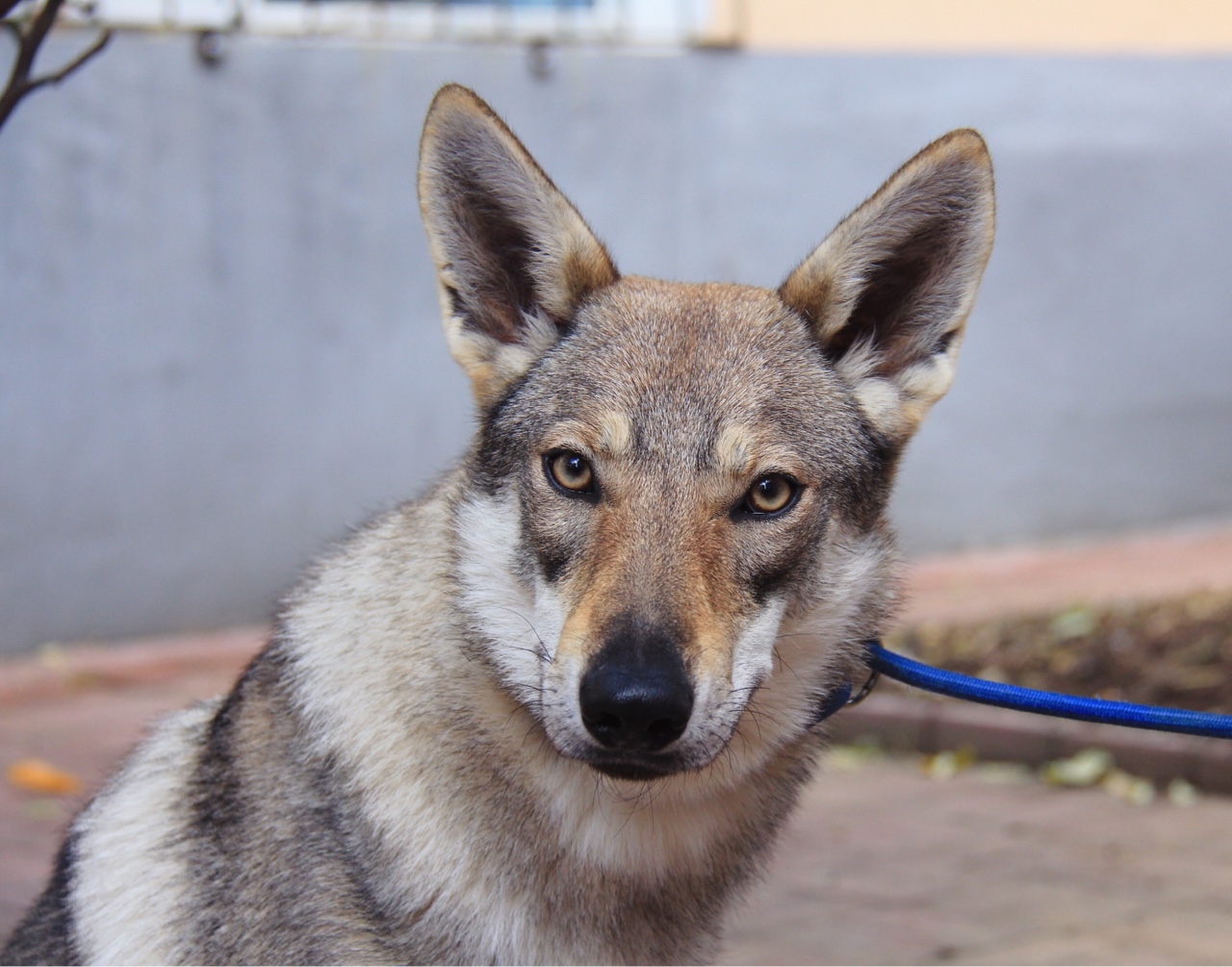 出售10个月母捷克狼犬