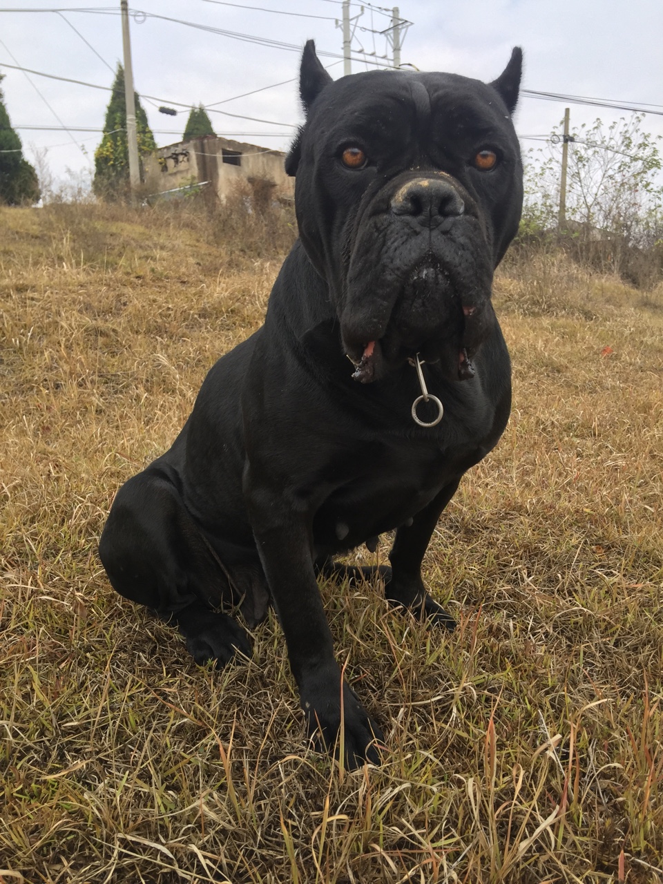 出售一只双血统带证书卡斯罗,全身无白.品相自观