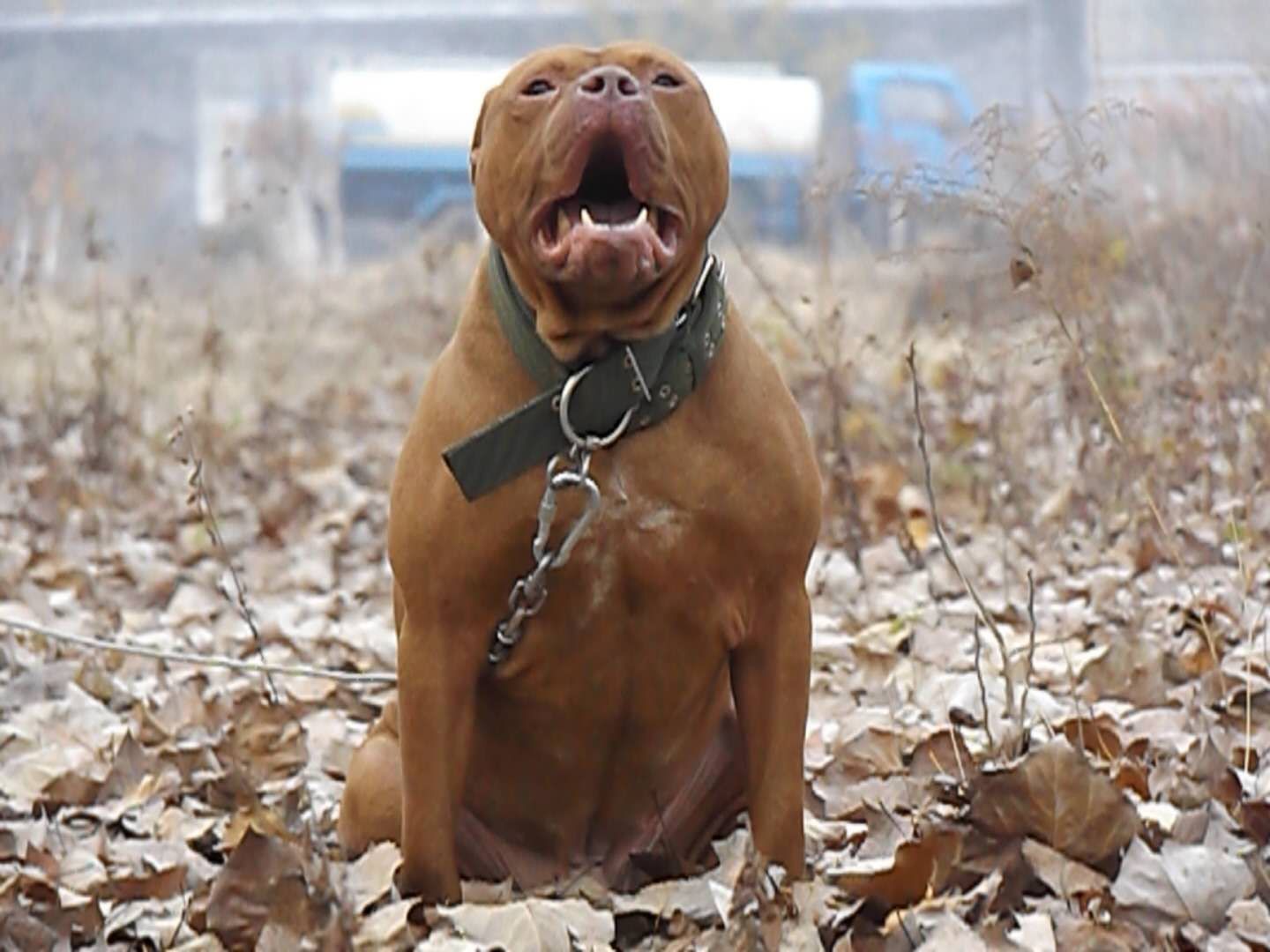 求购大体比特,幼犬最好黑色,公