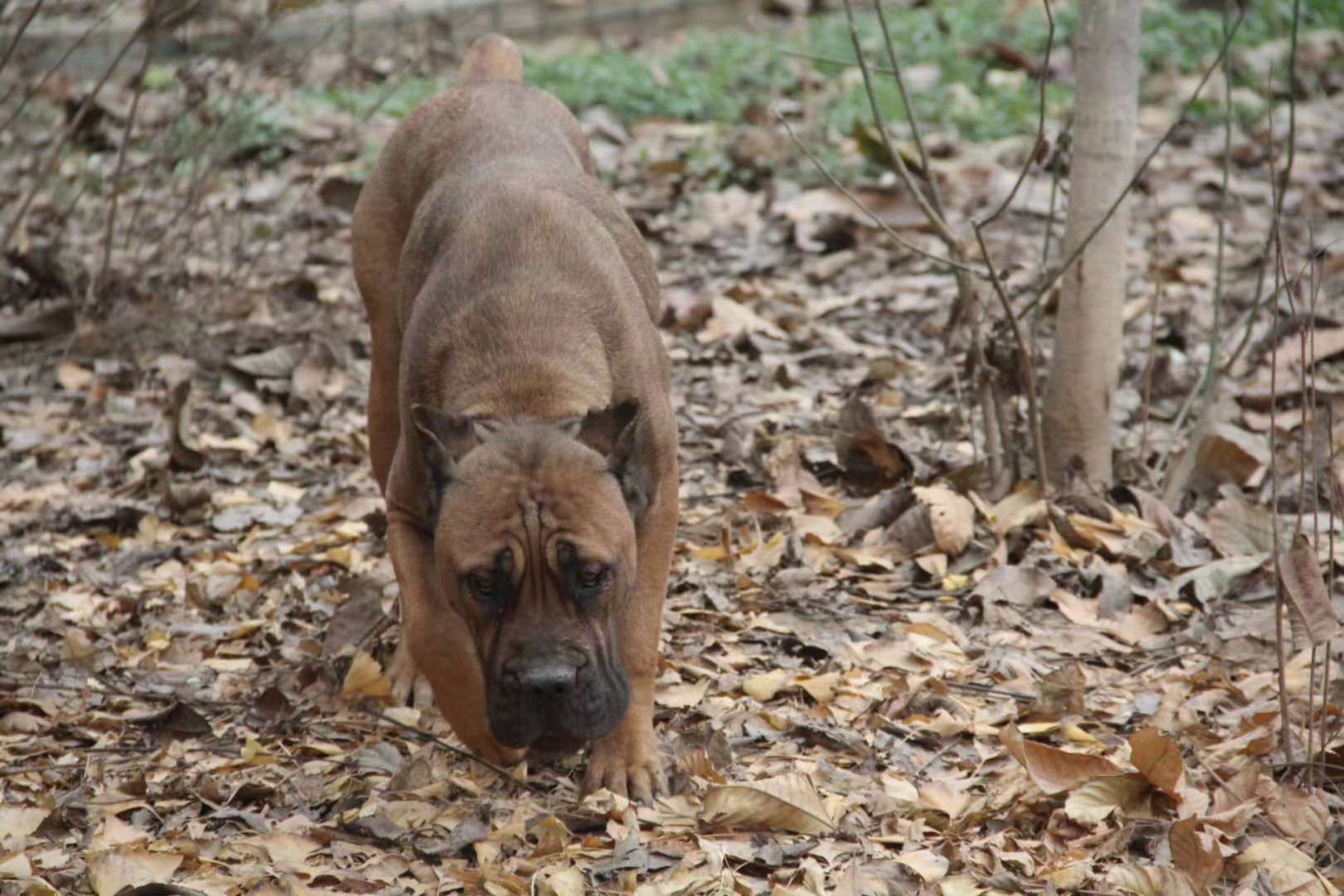 一岁多铁面母出售