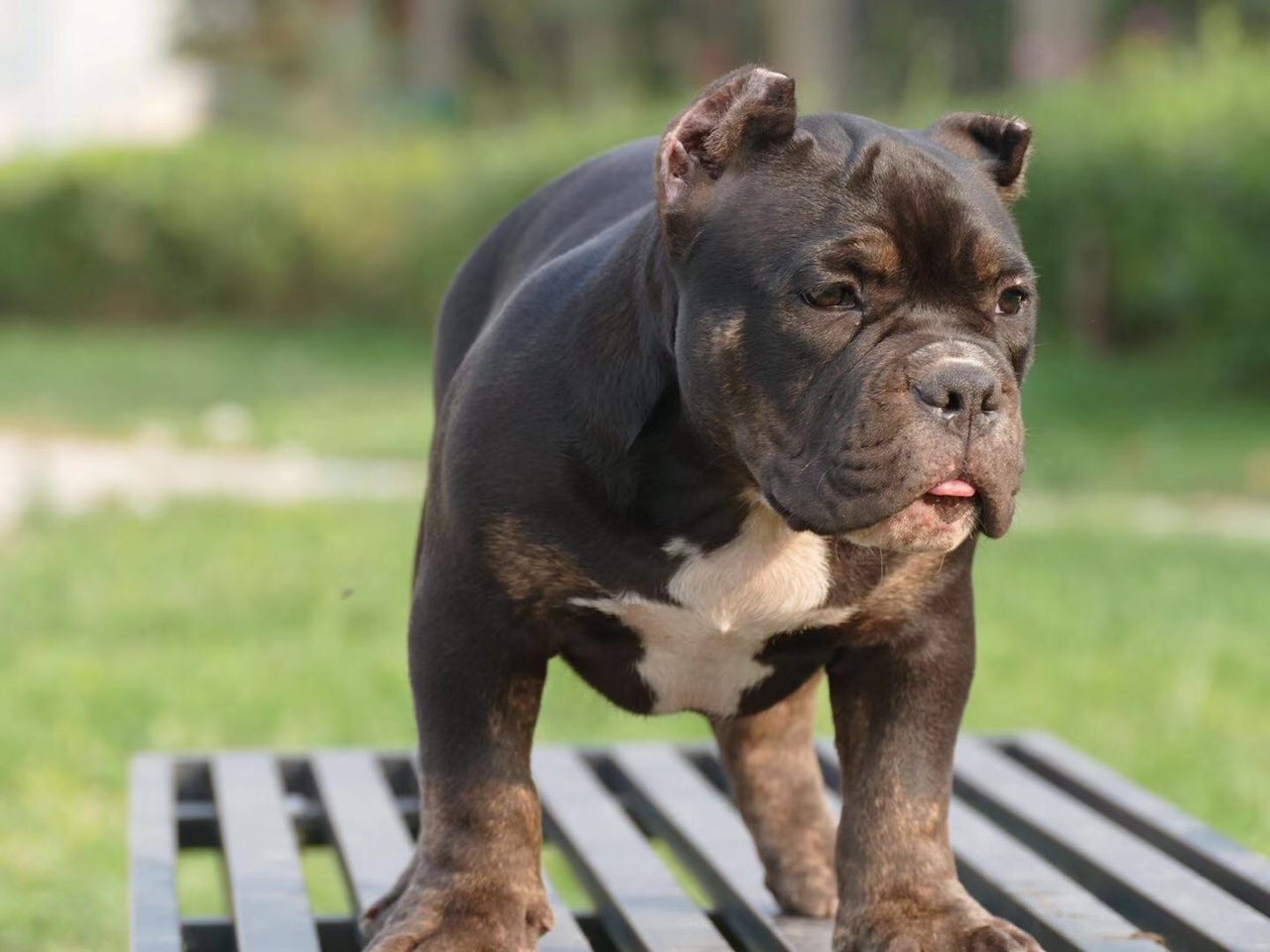 北京恶霸犬快乐营