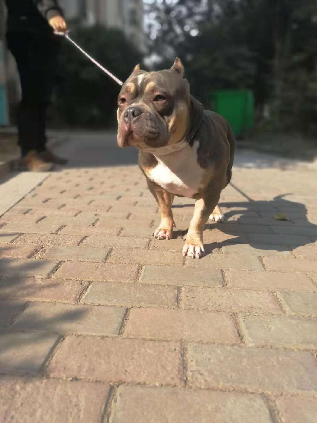 蓝三色小母配什么色的比较好