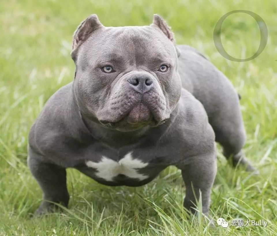 米亚基直子乔洛中国佬同胞兄弟onyx特价借配