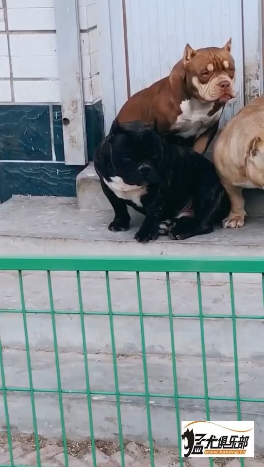恶霸犬交易 - 猛犬俱乐部-中国具有影响力的猛