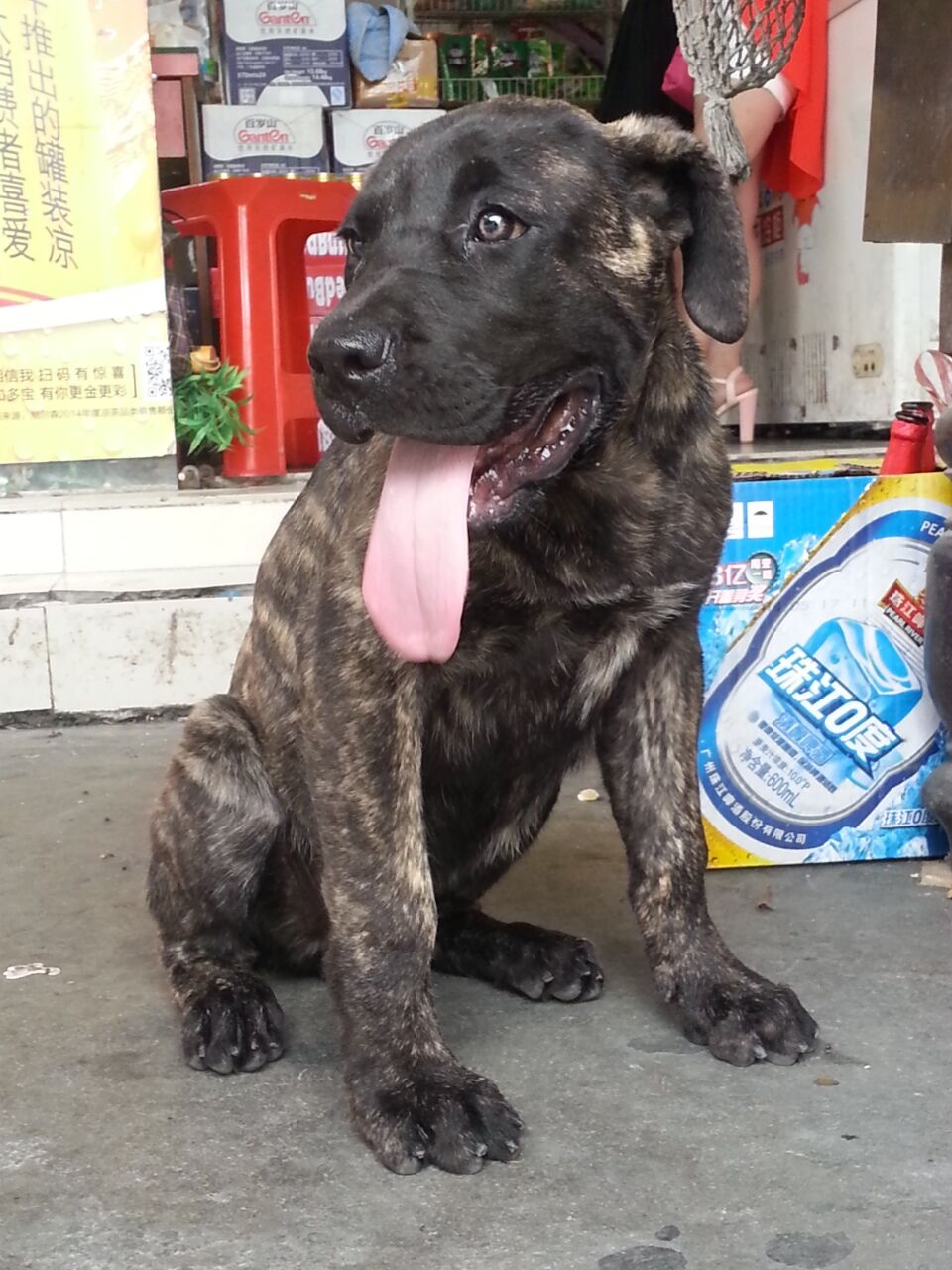 加纳利 69 路虎一路走好  十二月12号凌晨路虎不幸让断子绝孙的偷狗