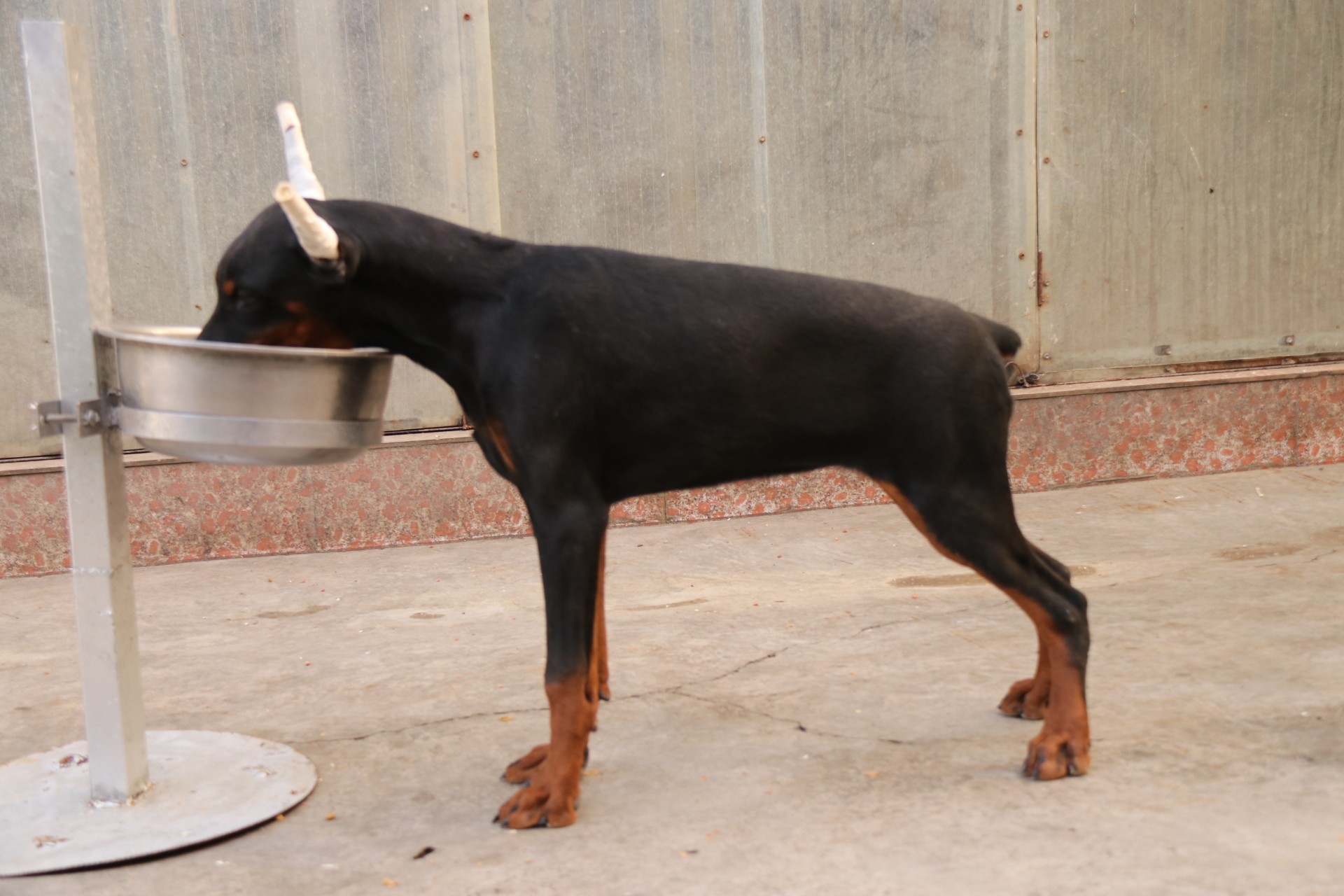 德系杜宾犬壁纸图片