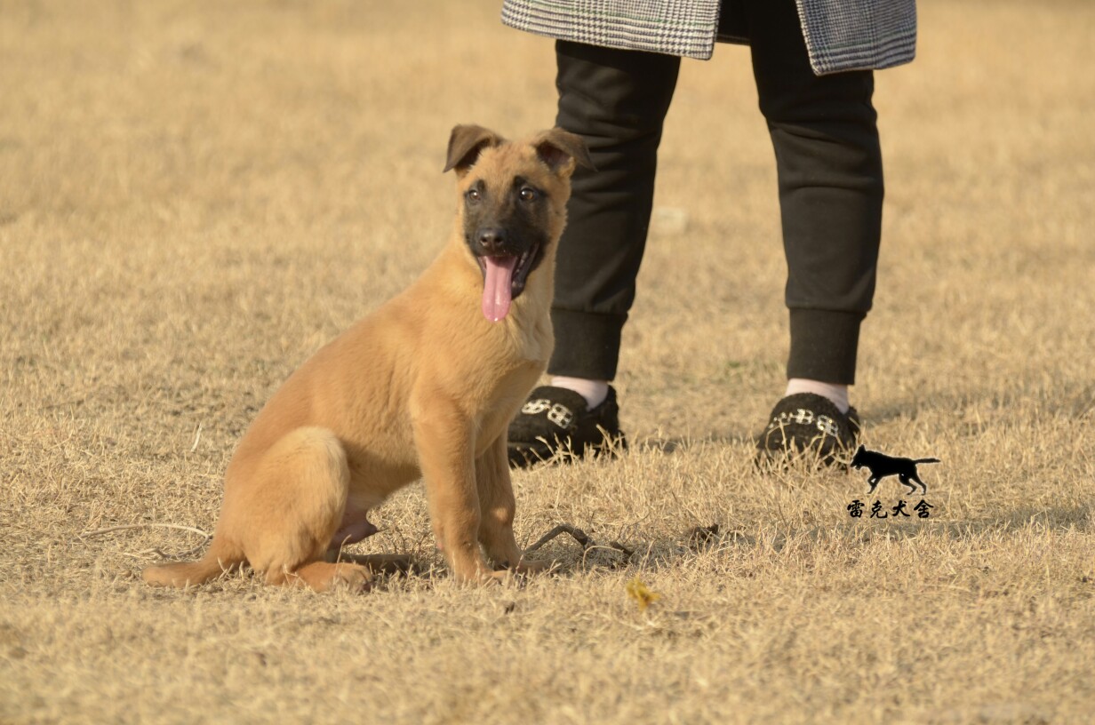 雷克犬舍重磅推出一窝精品小马犬,兰博血vs双外血母所生.