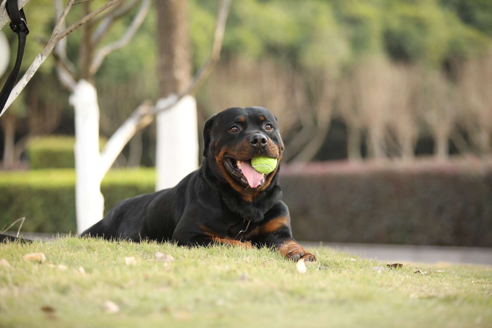 罗威纳 - 猛犬俱乐部-中国具有影响力的猛犬网站 - powered by