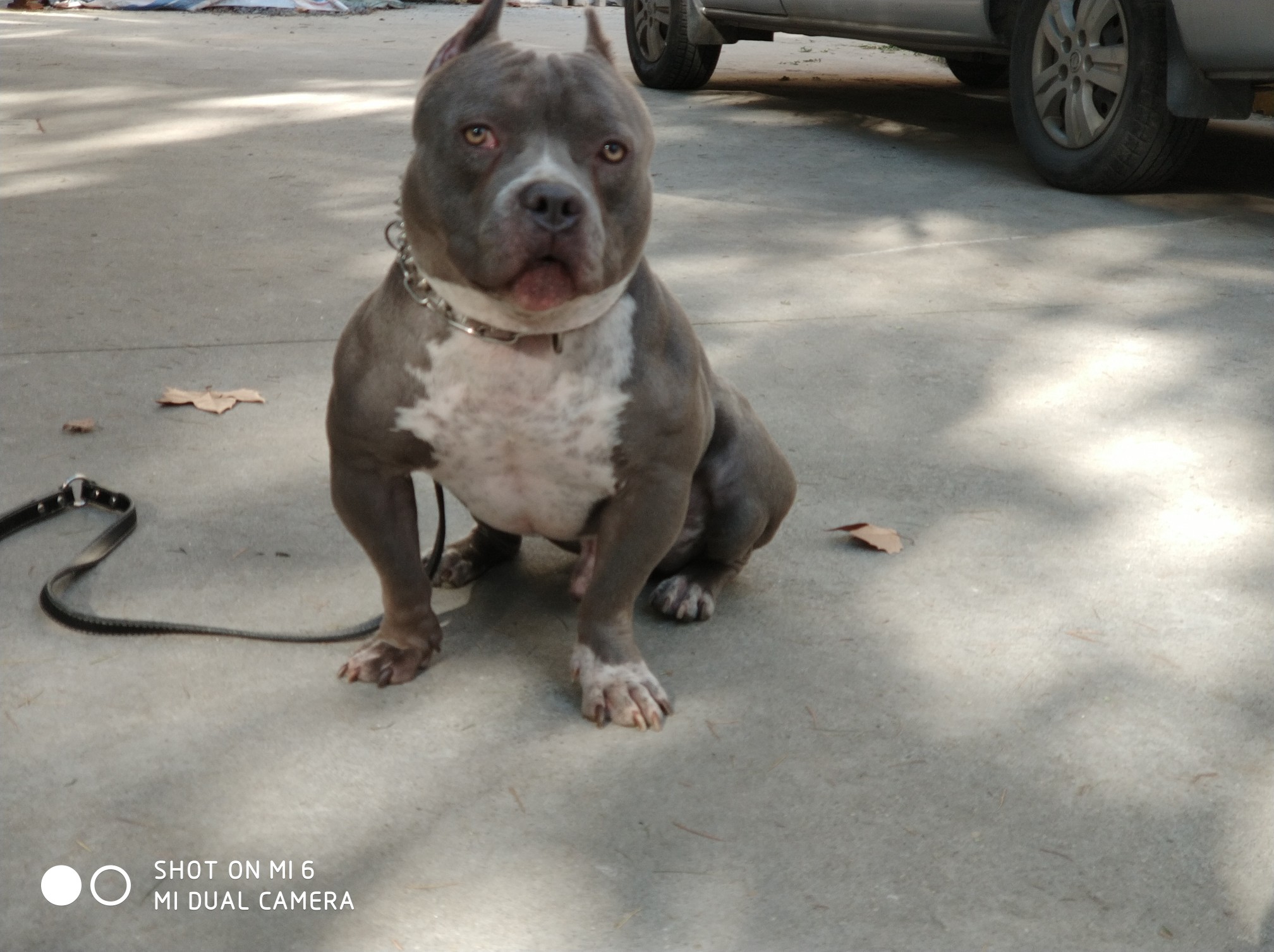 肌肉型运动恶霸犬