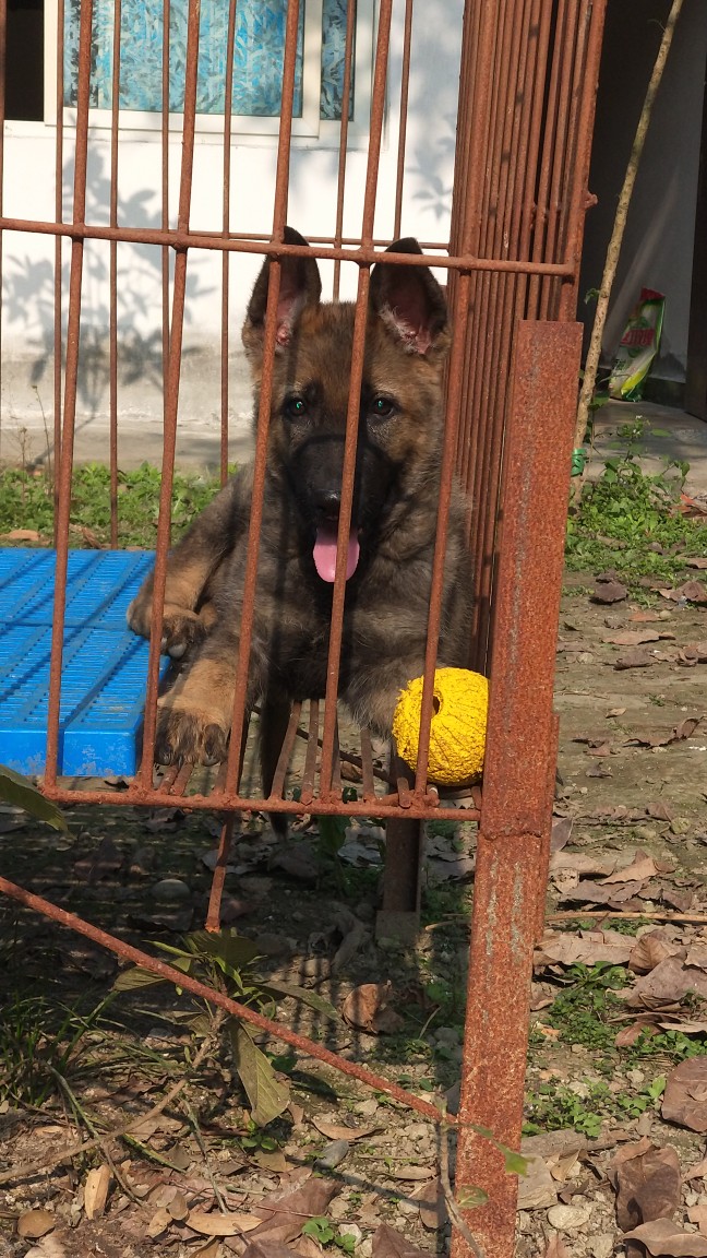 三个月东德牧羊犬图片