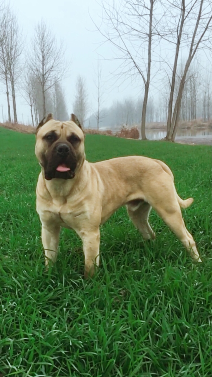 两岁的加纳利 - 加纳利 - 猛犬俱乐部-中国具有影响力的猛犬网站