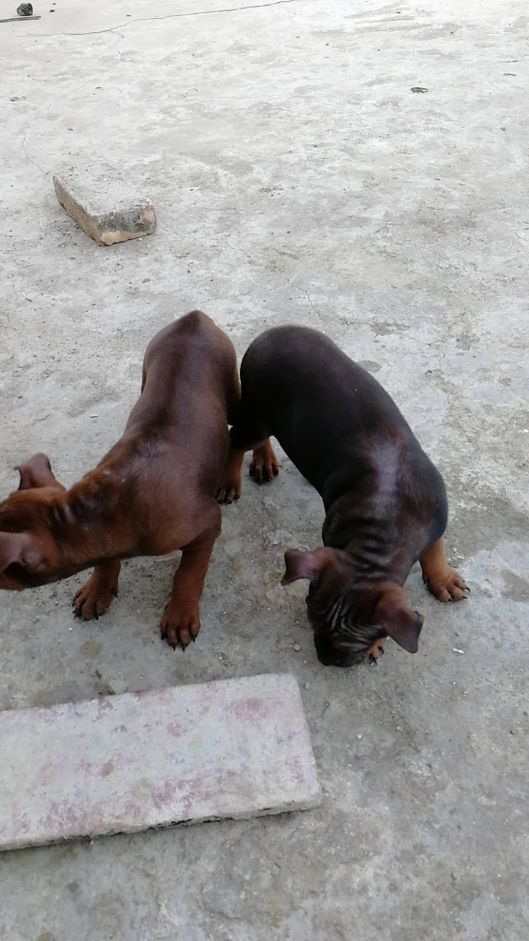 纯种川东猎犬幼崽一个半月.喜爱打猎的朋友们不要错过啊.