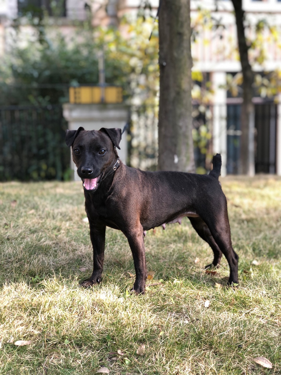 火梗种母 转让 父母均为超级进口狗 - 综合梗犬交易 - 猛犬俱乐部