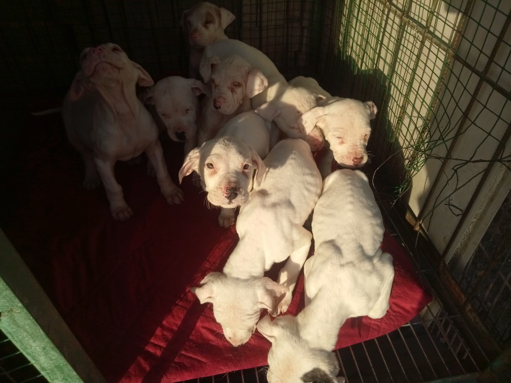 8基斯坦 古梗犬 幼犬出售