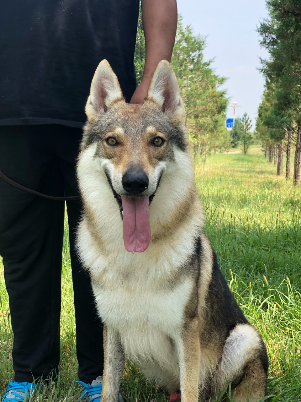 感兴趣的朋友可以关注一下,捷克斯洛伐克狼犬