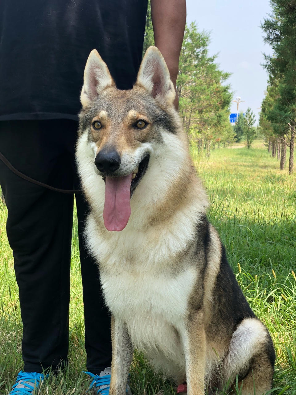 感兴趣的朋友可以关注一下,捷克斯洛伐克狼犬