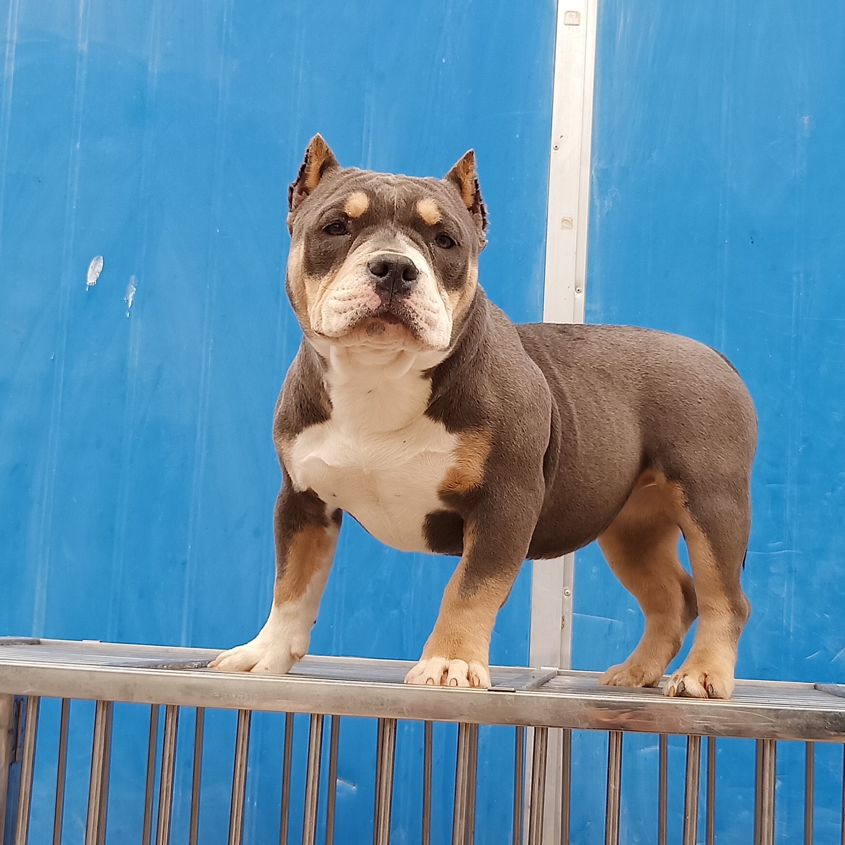 三公两母便宜出 - 美国恶霸犬交易 - 猛犬俱乐部-中国具有影响力的