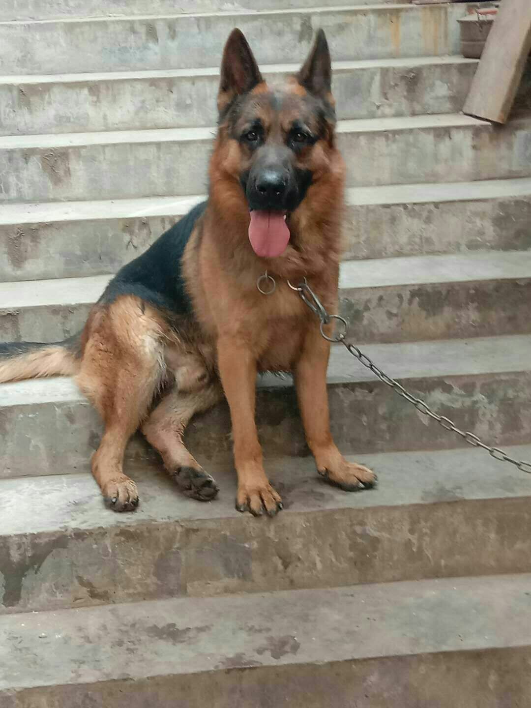 转让德牧公 - 综合工作犬交易 - 猛犬俱乐部-中国具有影响力的猛犬