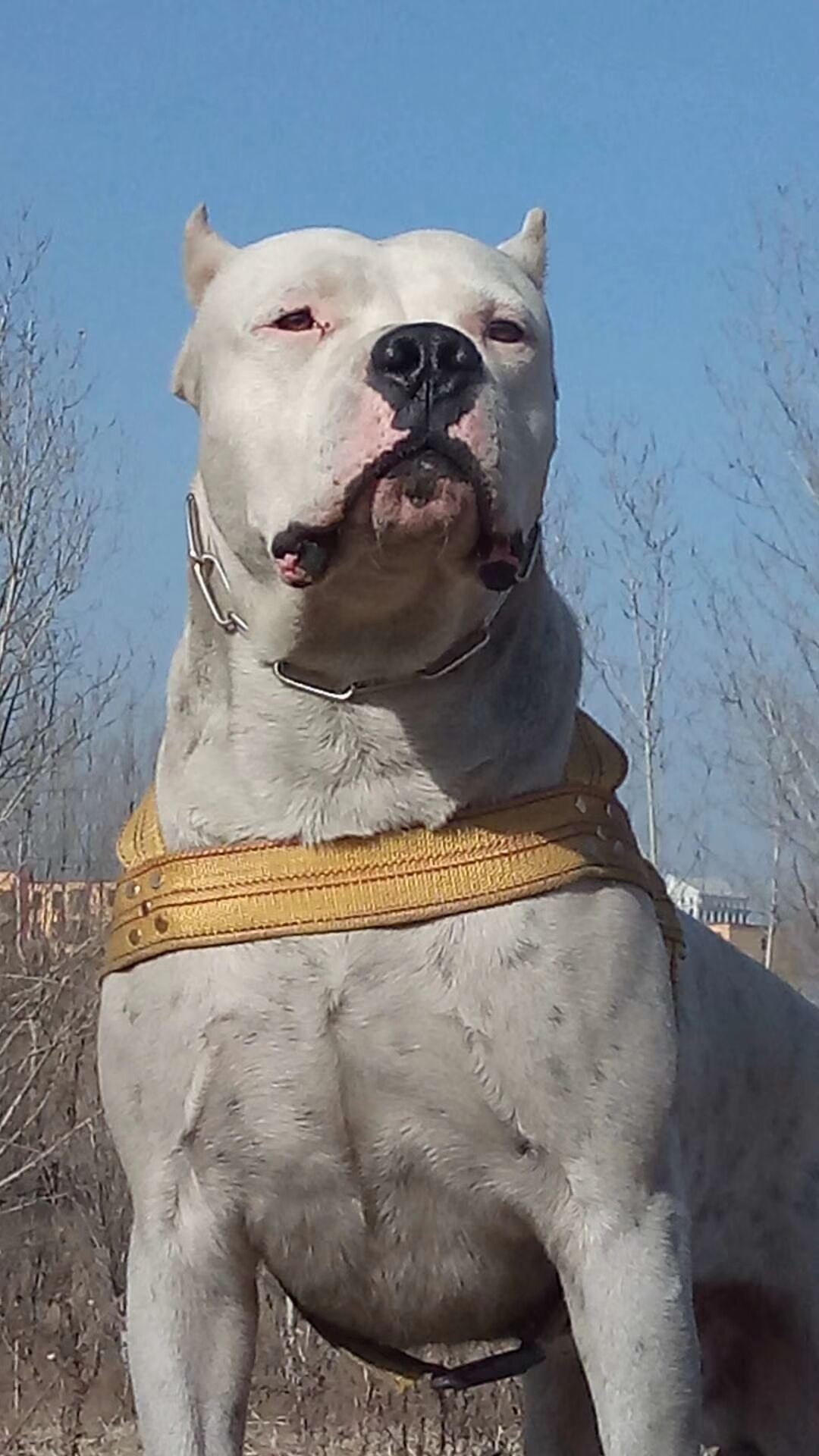 阿根廷上将——拿破仑