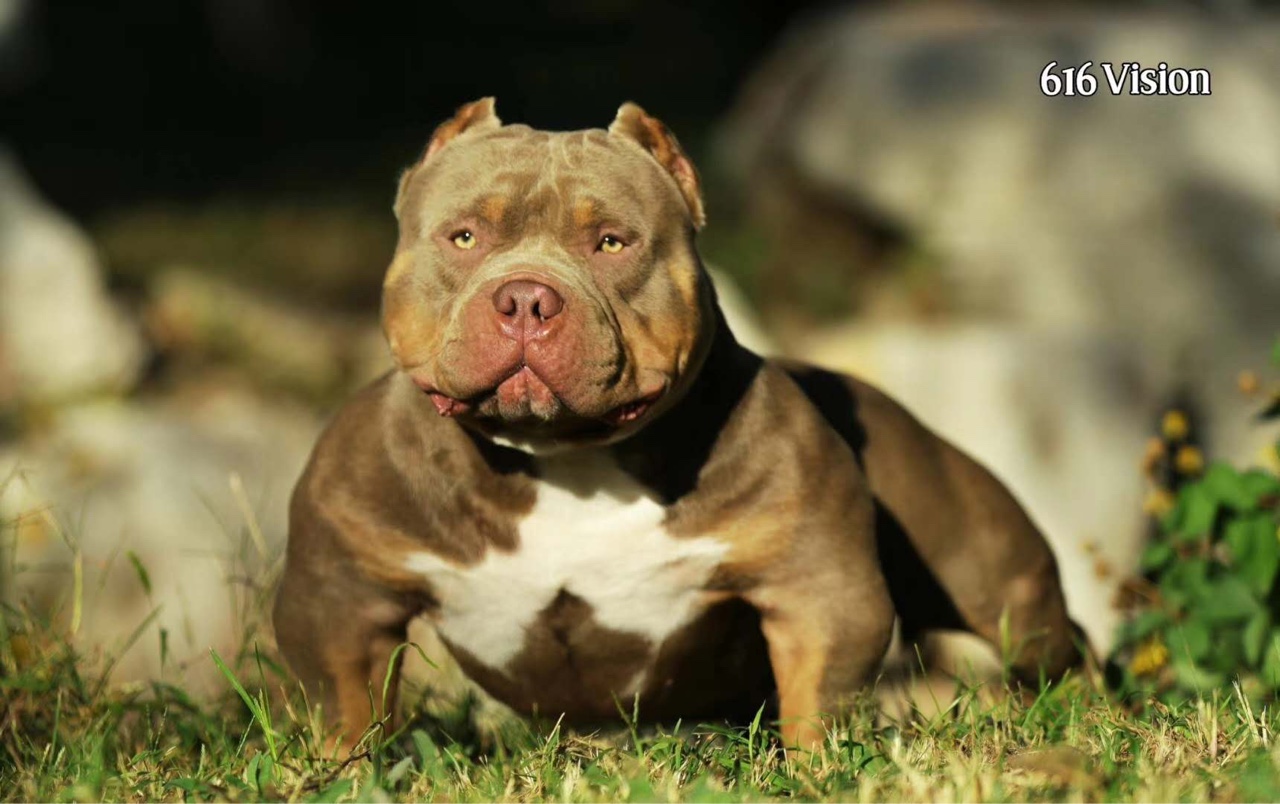 红魔儿子搭配运动家5倍主体回血女儿 - 恶霸犬交易 - 猛犬俱乐部-中国