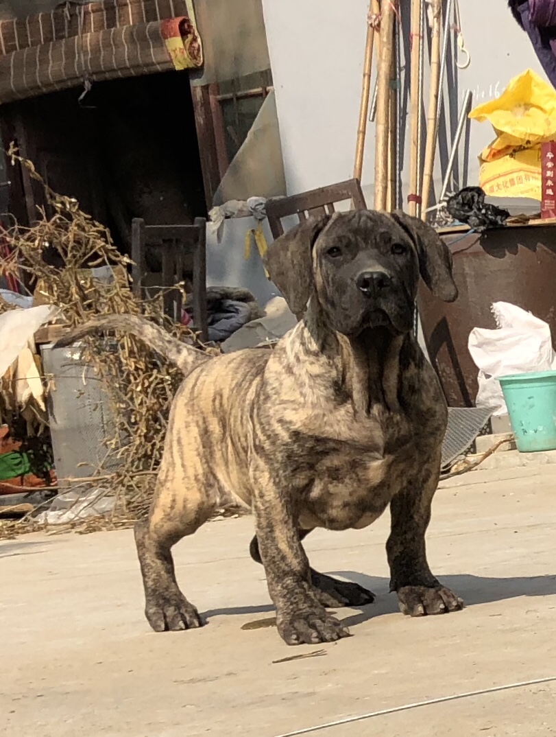 高品质加纳利幼犬出售.只卖其中一只