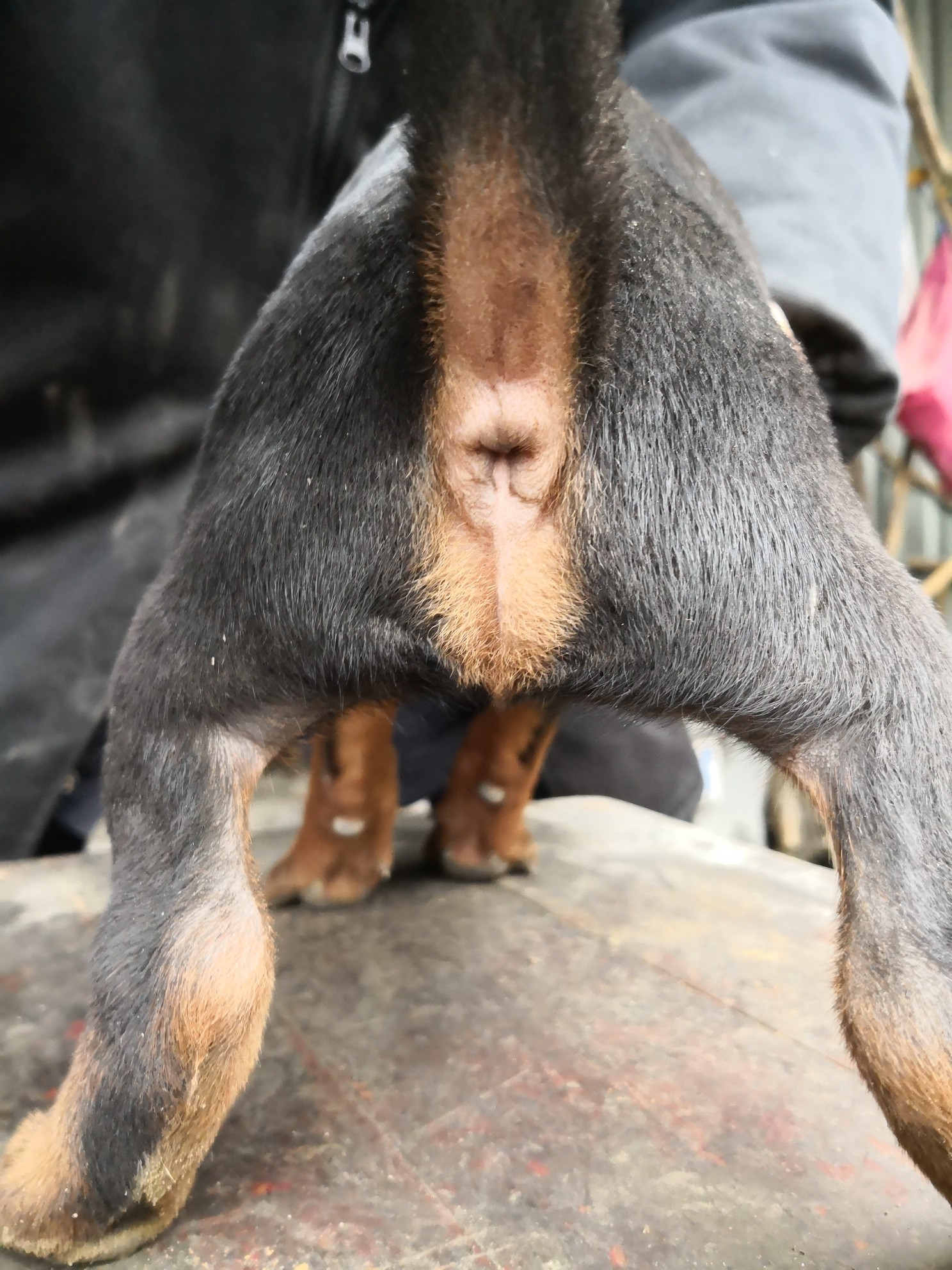 太仓猎犬出售啦