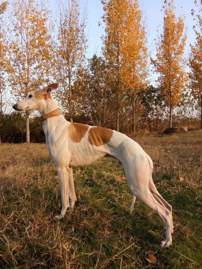 格惠犬顶级图片