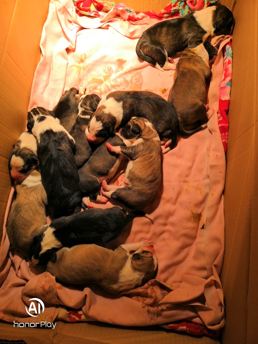 刚出生小高狼接受预订.