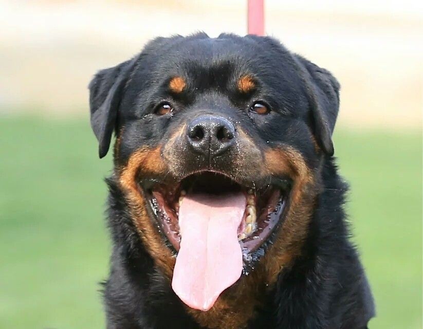 罗威纳成年公犬对外出售lacky直子因犬舍拆迁对外转让随时过户繁殖已