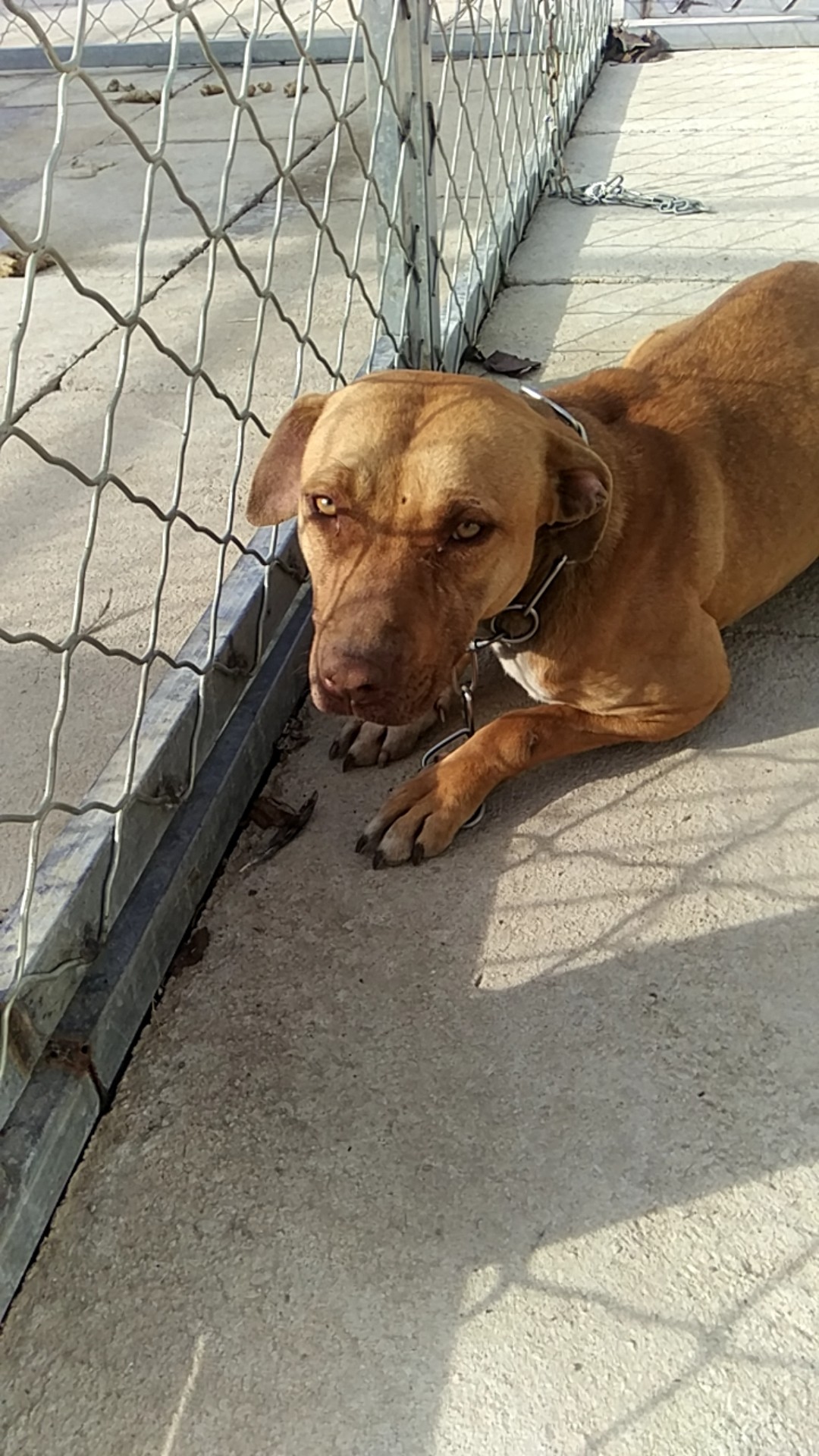 诚心送两条狗母狗基多珍珠血统公狗基多血