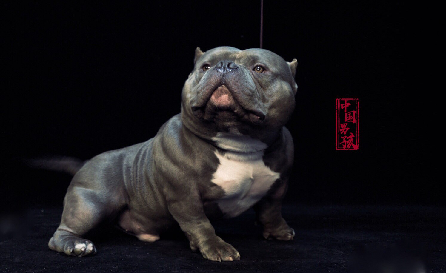 中国男孩的专属logo