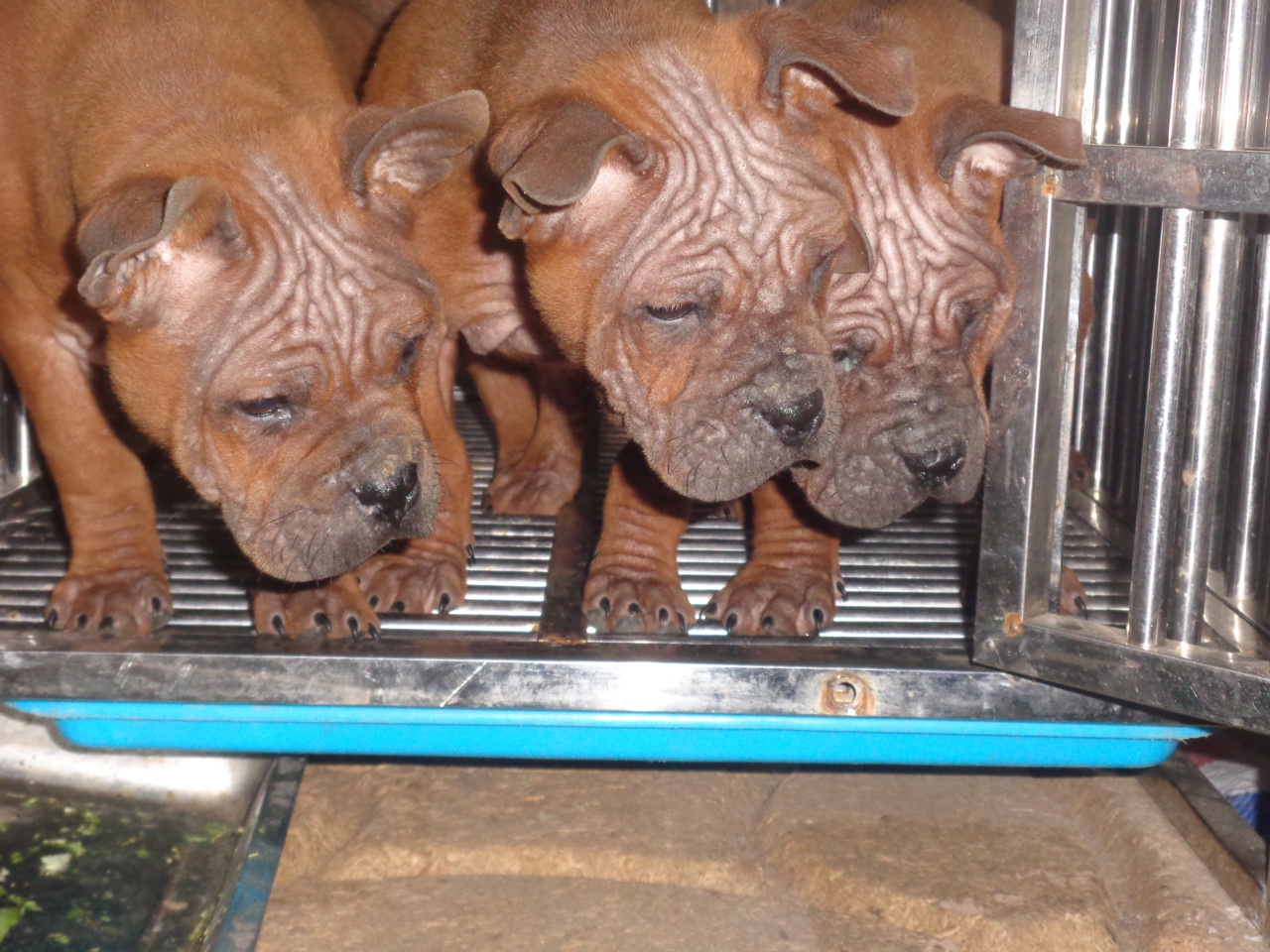 长期出售川东猎犬