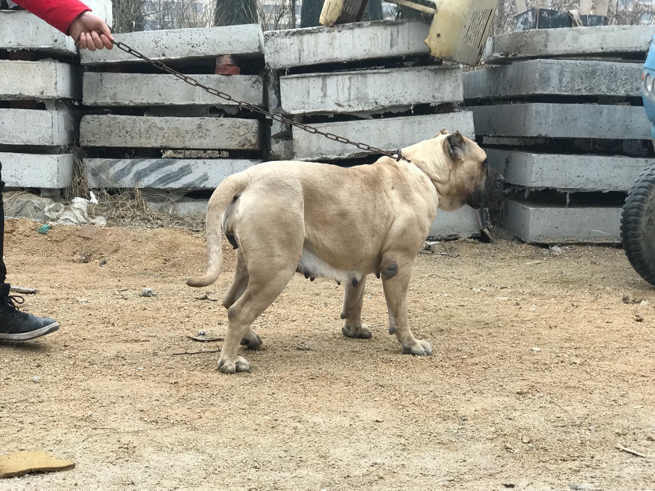 高品质大母出售 - 加纳利交易 - 猛犬俱乐部-中国