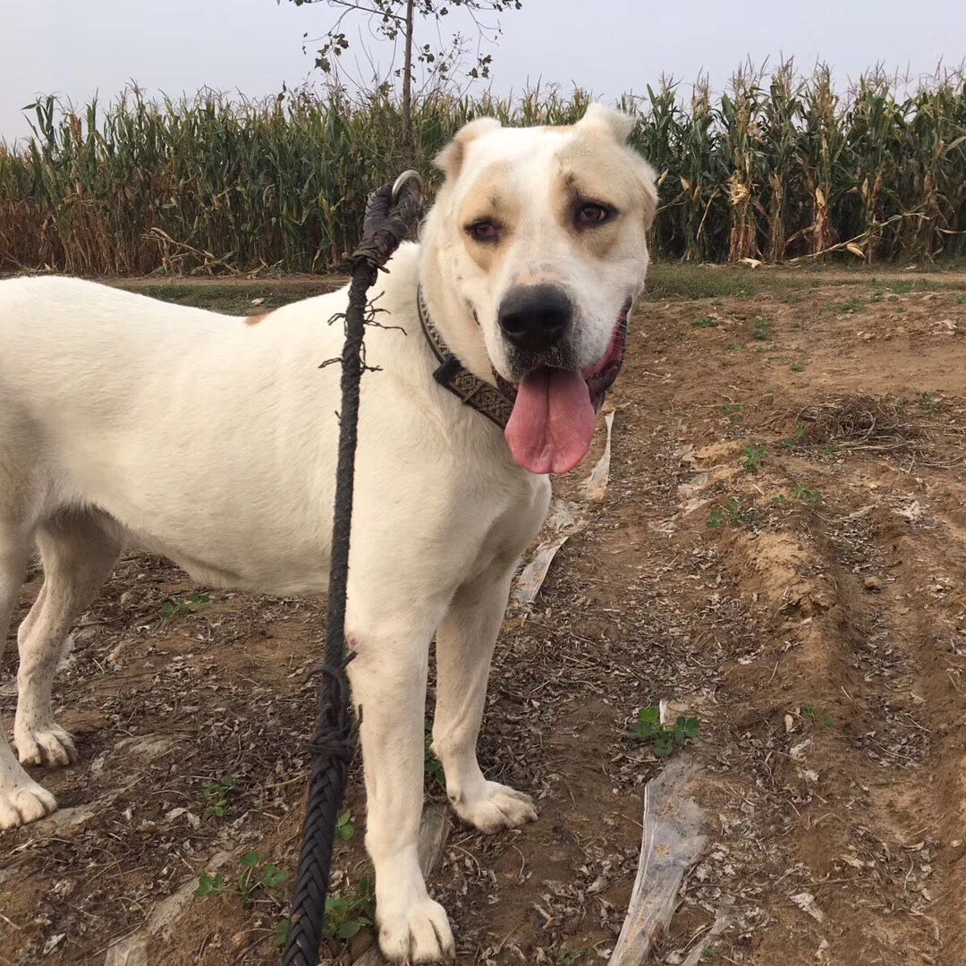 精品高狼,明码出售 - 中亚|高狼交易 - 猛犬俱乐部-中国具有影响力的