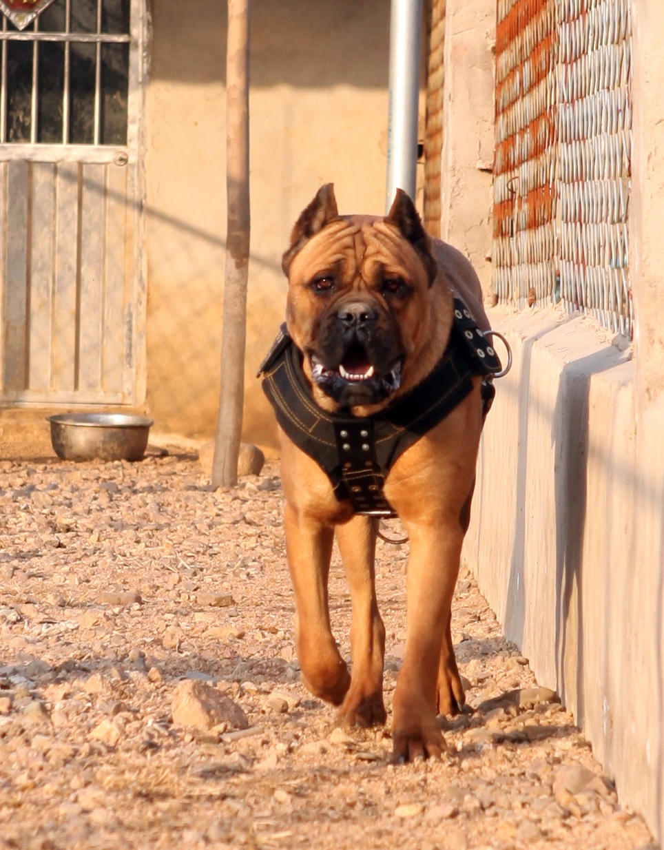 肩高72铁面出售 - 卡斯罗交易 - 猛犬俱乐部-中国具有影响力的猛犬