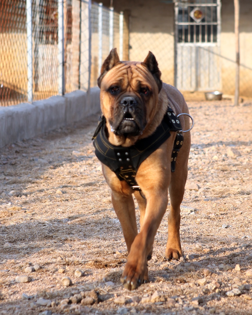 肩高72铁面出售 - 卡斯罗交易 - 猛犬俱乐部-中国具有影响力的猛犬