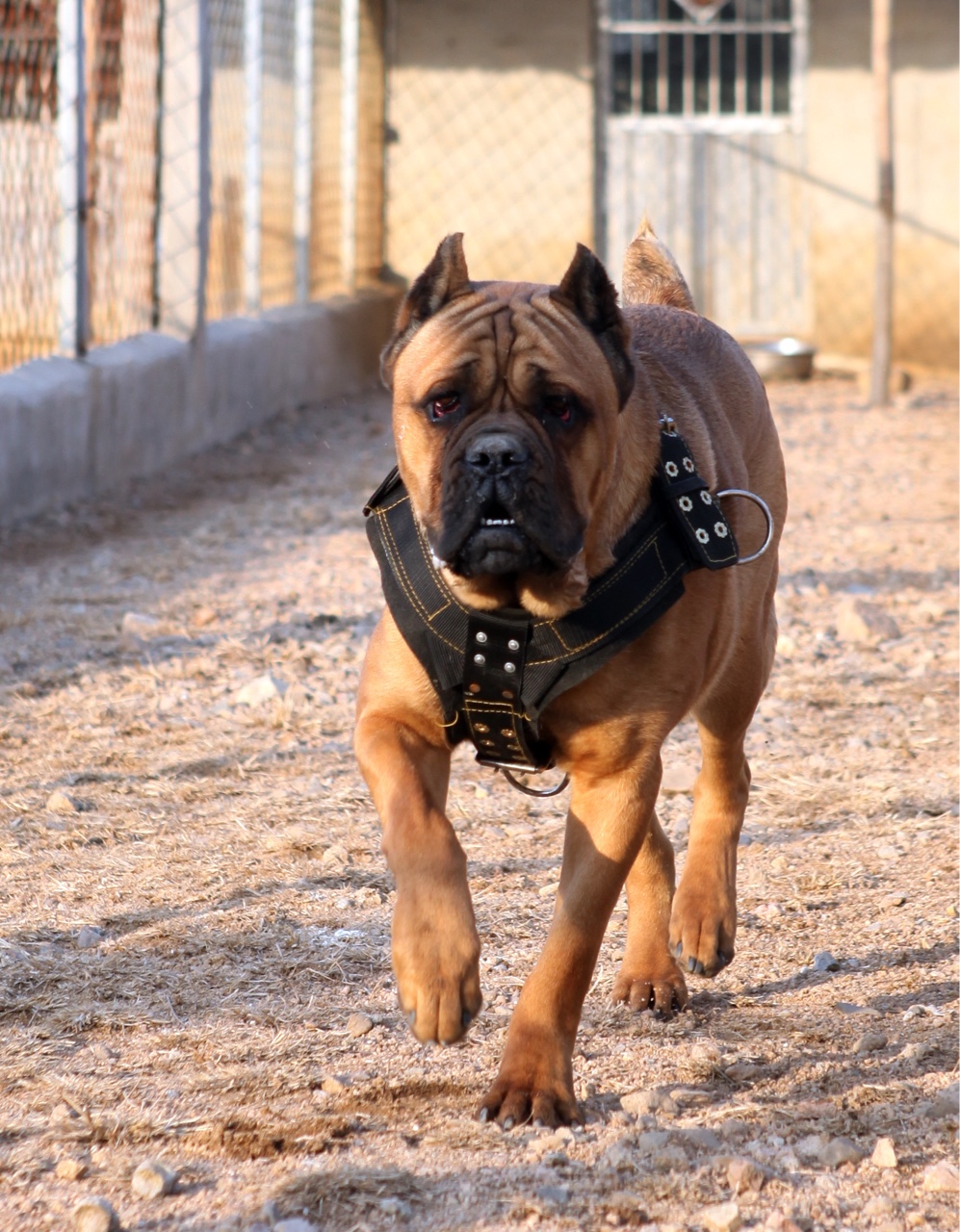 肩高72铁面出售 - 卡斯罗交易 - 猛犬俱乐部-中国具有影响力的猛犬