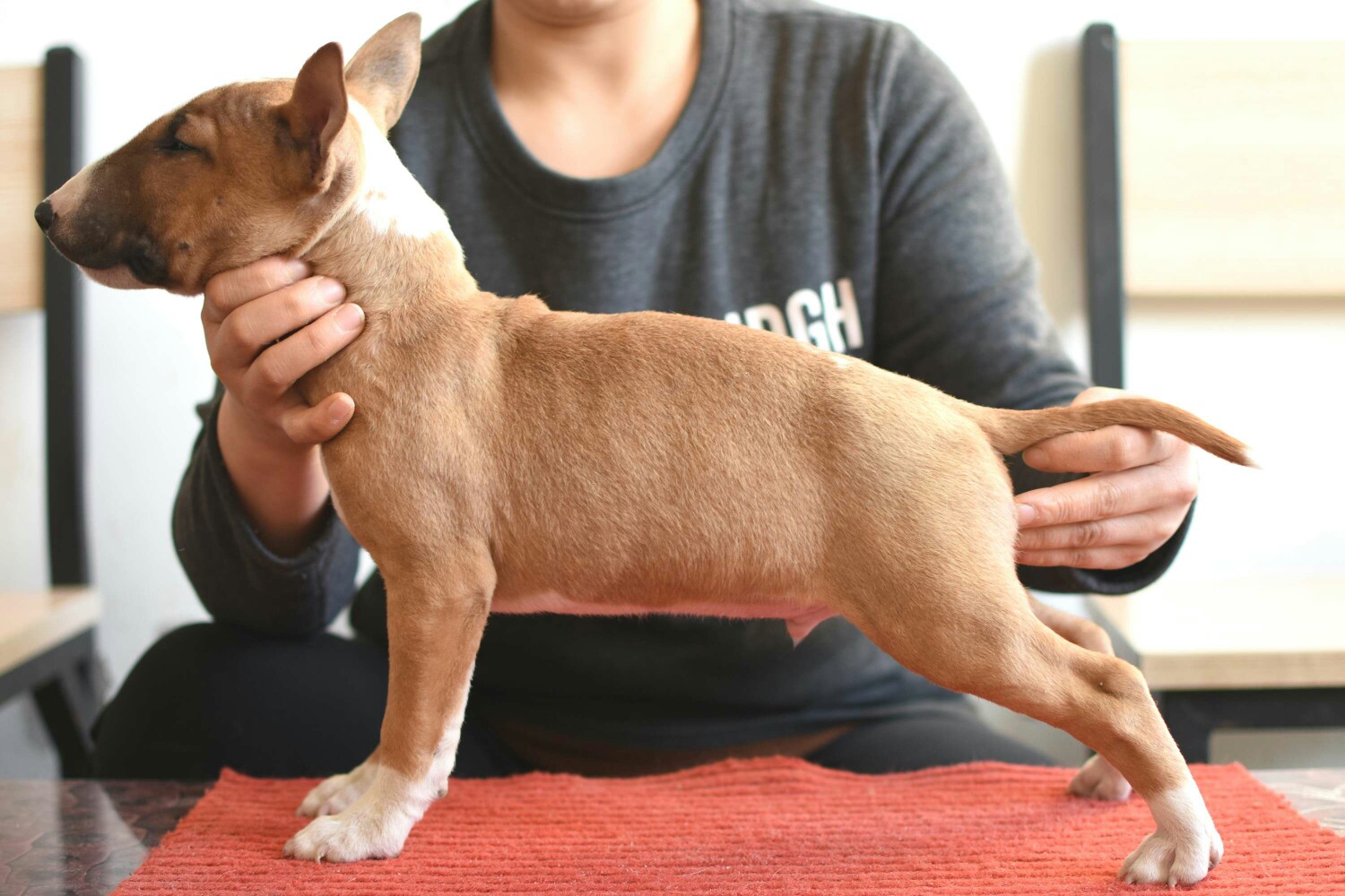 双欧洲血统迷你牛头梗 - 牛头梗交易 - 猛犬俱乐部-中国具有影响力的