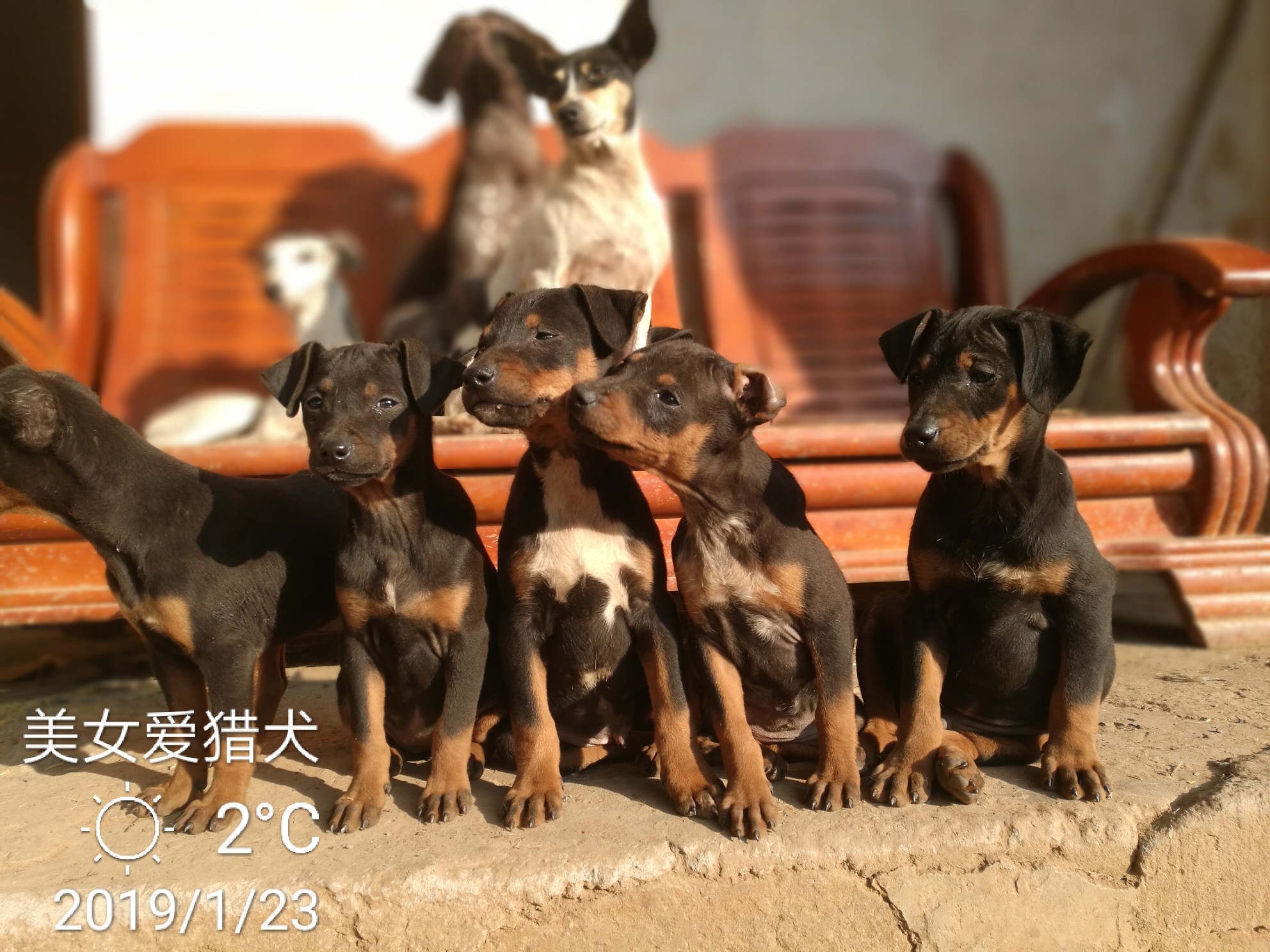 太仓猎梗串图片图片