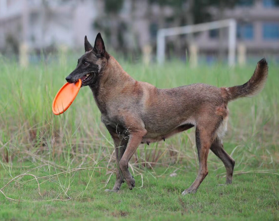 马犬版 - 猛犬俱乐部-中国具有影响力的猛犬网站 - powered by