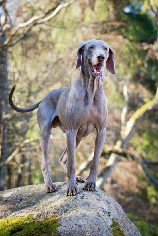一只智慧与颜值并存狗狗 德国魏玛猎犬