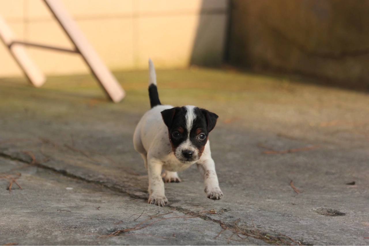 小体太仓犬图片大全图片