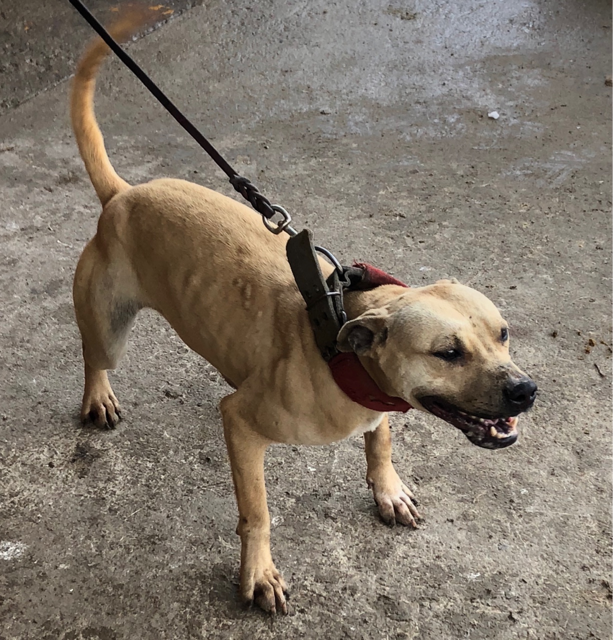 性格暴躁青年母 喜欢小体的别错过 - 比特犬交易 - 猛犬俱乐部-中国