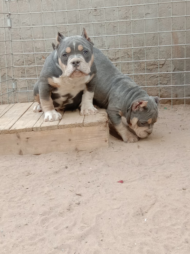 蓝包金恶霸幼犬三个月一公一母